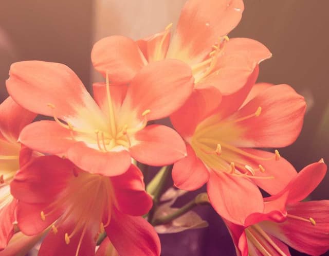 Focus Webcam Pro's image