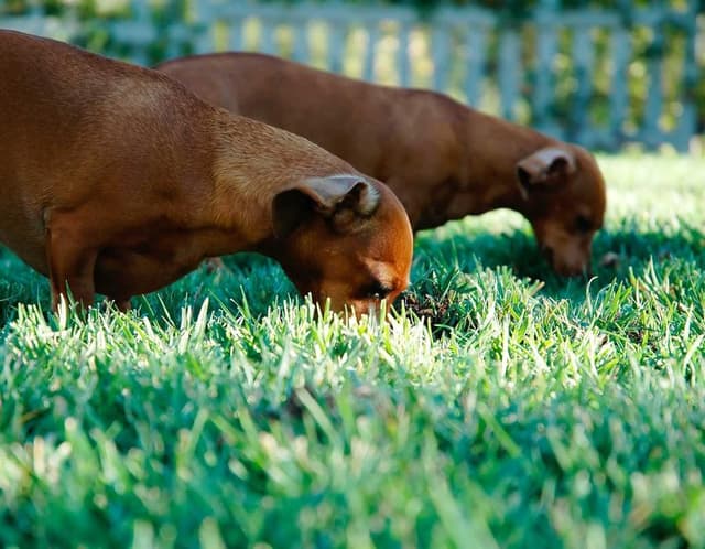 Orbit Desk Lamp's image