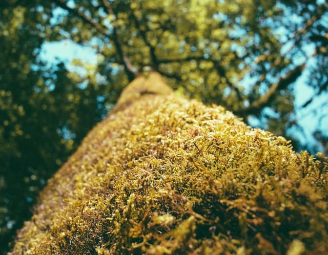 UrbanPeak AlpineGrip Hiking Shoes's image